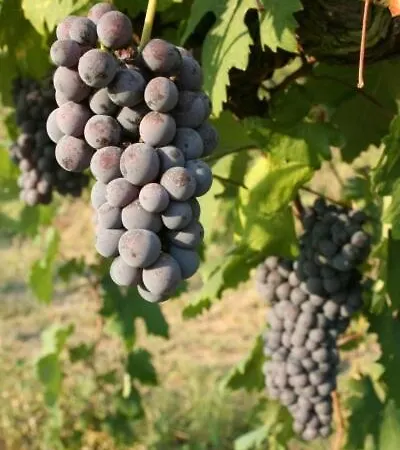 La Quercia 몬칼보