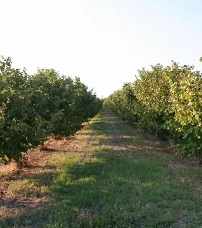 Gospodarstwo agroturystyczne La Quercia *