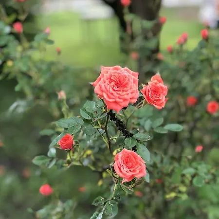 La Quercia Vakantieboerderij Moncalvo